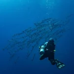 buzo en inmersión de buceo científico observando banco de peces en aguas profundas