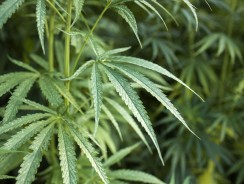 Cómo la Tecnología Está Revolucionando la Venta de Productos con CBD