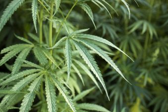 Cómo la Tecnología Está Revolucionando la Venta de Productos con CBD