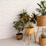 Diseño sostenible en el hogar con plantas y decoración natural