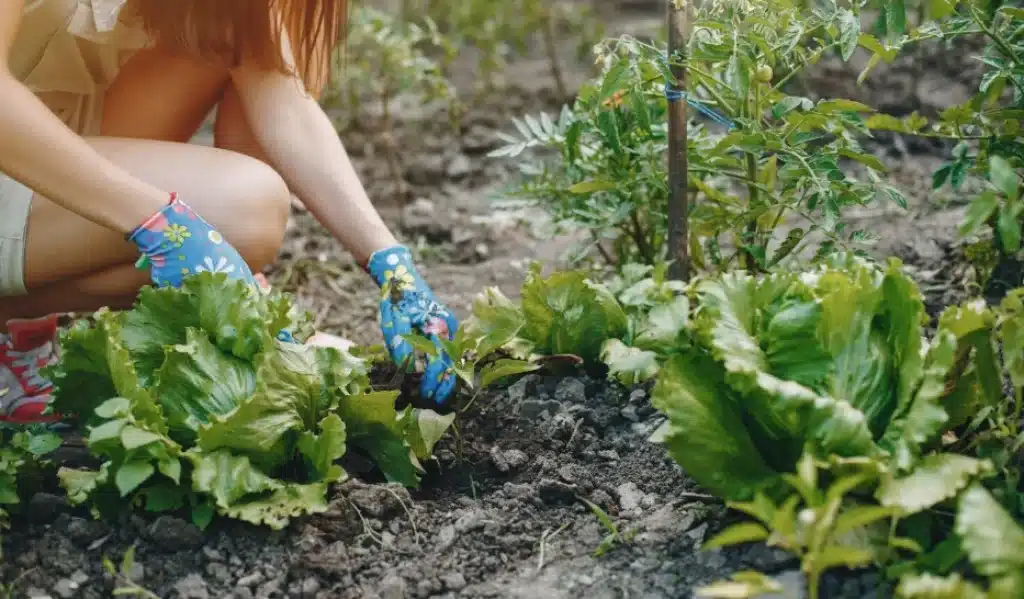 Mujer cuidando lechugas y tomates en un huerto doméstico